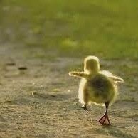 matt's cute little duck, that fuck's bitches