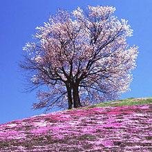 ★書籍(Kindle有)「本当に見ておくべき日本の桜絶景 東日本編 」を監修しました。 https://t.co/S8G6U1c9Q9