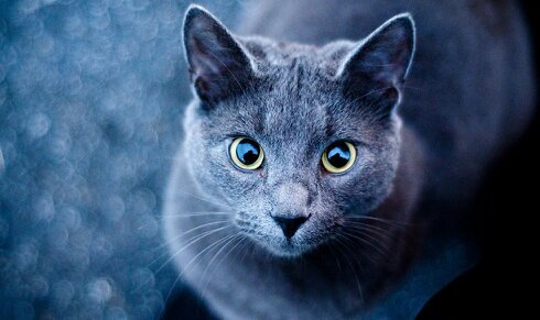 I'm GoldStar. I'm in the ThunderClan, That and I'm a warrior. #Female #Single