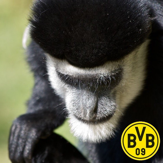 #BVB #EchteLiebe