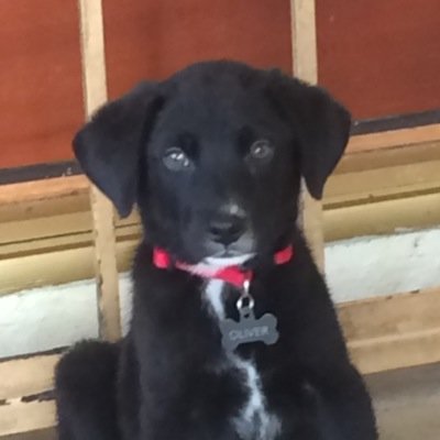 labraheeler puppies oliver the puppy labraheeler labraheeler puppies oliver the puppy labraheeler