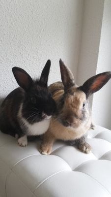 juno en luna mijn alles, miranda en floor best dinnetjes ever, verzorgkonijnen 3