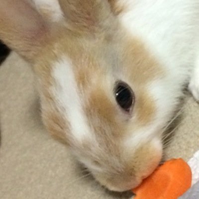 つぐ枝さんのプロフィール画像