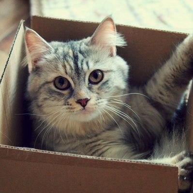 stay_away123's profile picture. Не студент, программист, типафотограф.