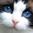 cat_sekai's profile image