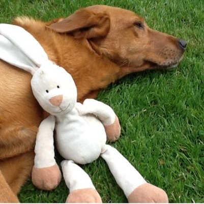 FoxyFoxy1234's profile picture. 5 x full on grandsons, an exhausted granny.