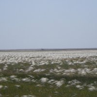 Аграрный сектор (@agrosektor) 's Twitter Profile