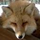 獣が好きです。特に狐さんが大好きです。最近のマイブームはVチューバー（特にホロライブゲーマーズ）。どうぞよろしくお願いします。