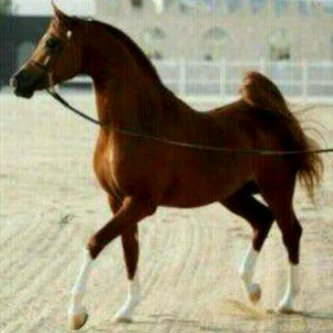 PIN:297F561B ضيفوني