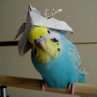 JardinPeriquito's profile picture. La vida del periquito australiano. ¿Tienes uno? Aquí mucha info sobre esta linda ave.