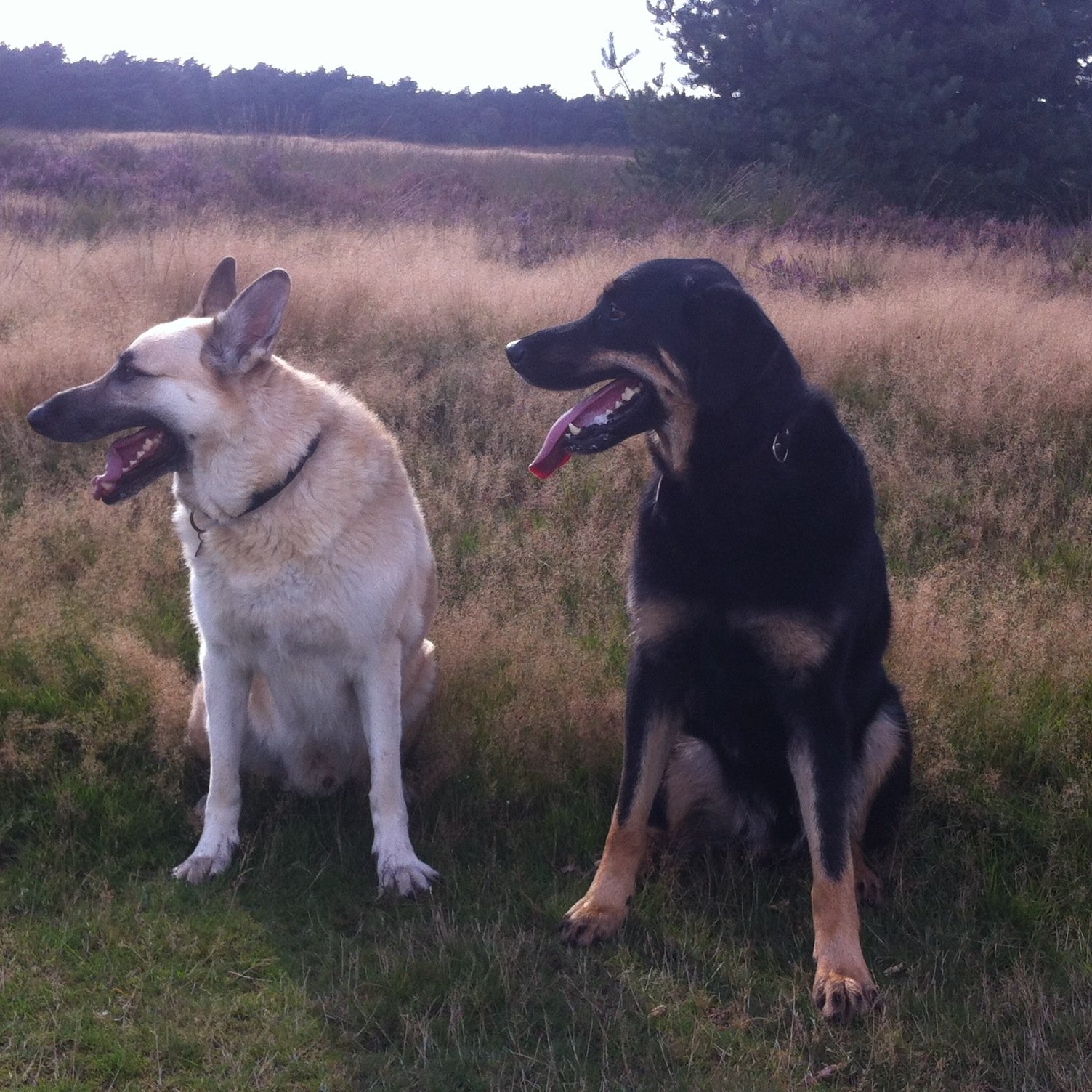 michaelkl1982's profile picture. Hallo! Mijn naam is Michaël. Ik ben een YouTube'er. Ik vlog over GTA 5 (streams), wandelen, survivelen, natuur, koken, zwemmen, en (bijzonder) eten en drinken.