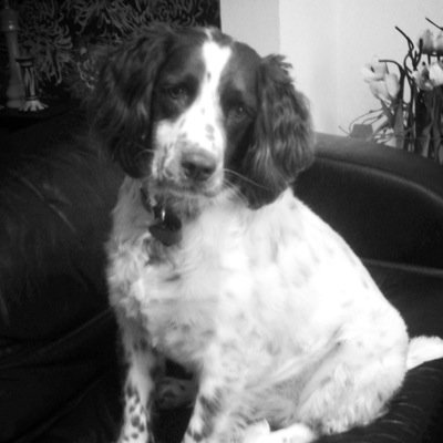 Charliew2002S's profile picture. It's a dogs life!