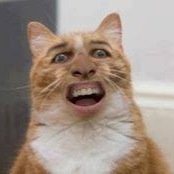 arakinator1's profile picture. 