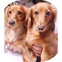 LIME&YUZU (@floppy0206) 's Twitter Profile