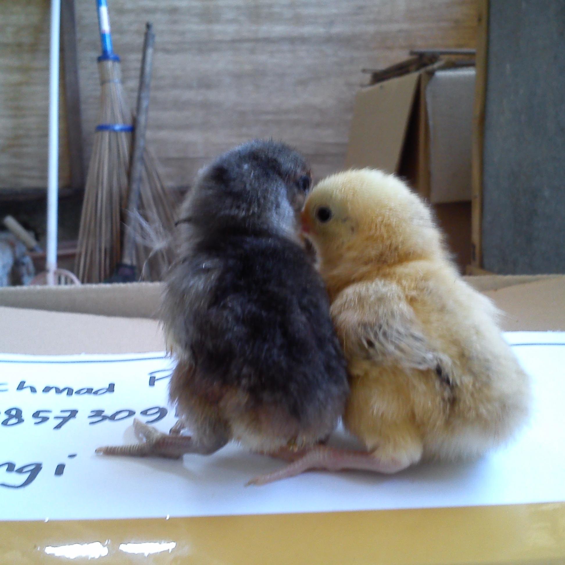Saya adalah peternak ayam hias berbagai jenis, antara lain pelung, cemani, phoenix, onagadori, dan filipin