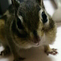 yukisama (@yukisama8) 's Twitter Profile