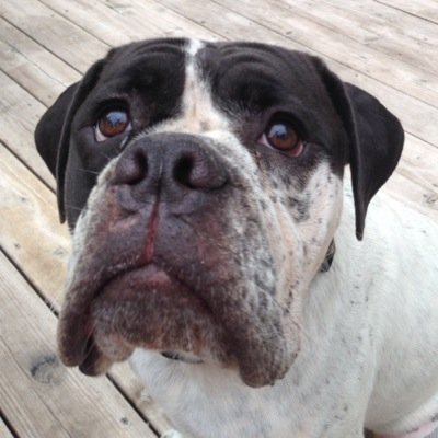 tishaboarman's profile picture. 