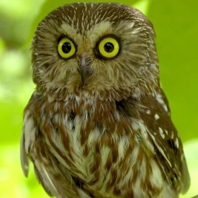Hoot hoot