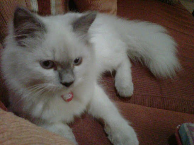 Gradistive Allian ^_^