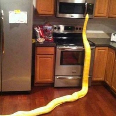 AnacondaPN's profile picture. I dont want none, unless you have food.