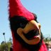 Louie the Cardinal (@louiedecardinal) Twitter profile photo Louie the Cardinal (@louiedecardinal) Twitter profile photo