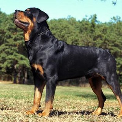 Anjingdijual Anjingdijualorg Twitter