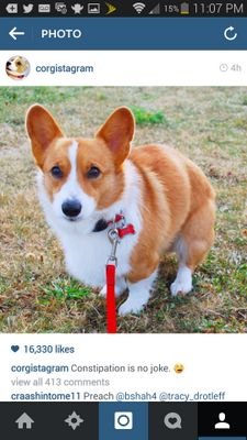 welshcorgi13's profile picture. welsh corgi's are awesome