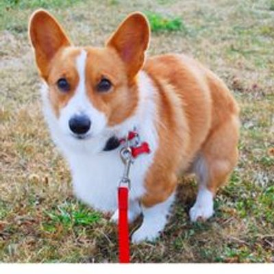 Profile Picture of Brandon Lowdermilk (@welshcorgi13) on Twitter