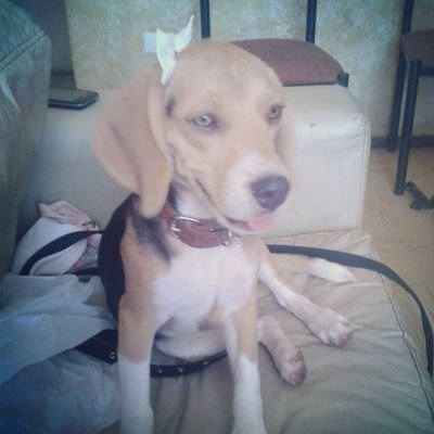 basthyan15's profile picture. hola que ase