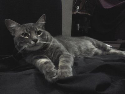Gato Filosofo- Modelo de fotografia. El mas cabron. Bien rockero.