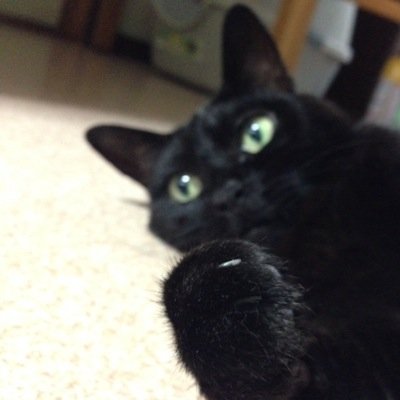 SMAPと猫大好きです福岡の田舎に住んでます。twitterは不慣れでよくわかりませんが…時々つぶやきます✨