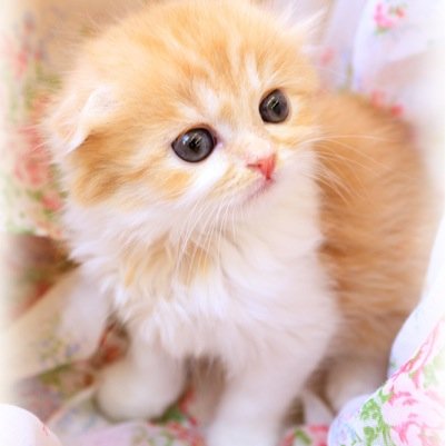 miho_cc's profile picture. 「ありがとう」と感謝できる自分が好き(^ ^) 優しく温かい言葉や美しい景色、喜びや感動することが大好き♪