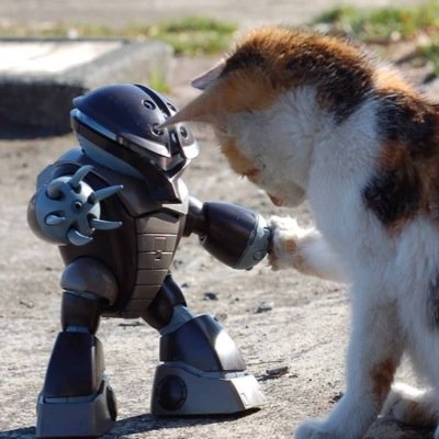 毎日ほっこり動物チャンネル Animal Dayz Twitter 毎日ほっこり動物チャンネル Animal Dayz Twitter