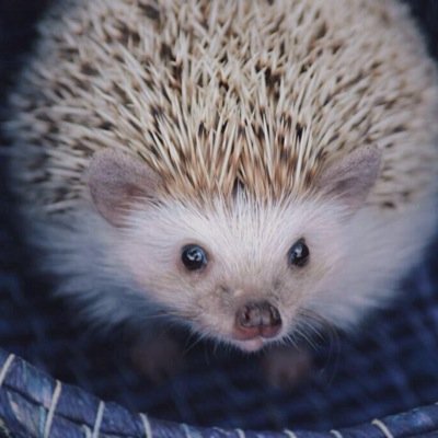 hedgehog_louis Profile Picture