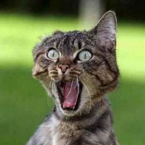 TruckerBote's profile picture. 