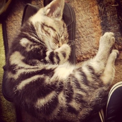 Hi my name is arthur the cat, i was born on the 20th april so im just over 4 months old and im a silver tabby. Please follow me!❤️