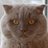 bubencat's profile image