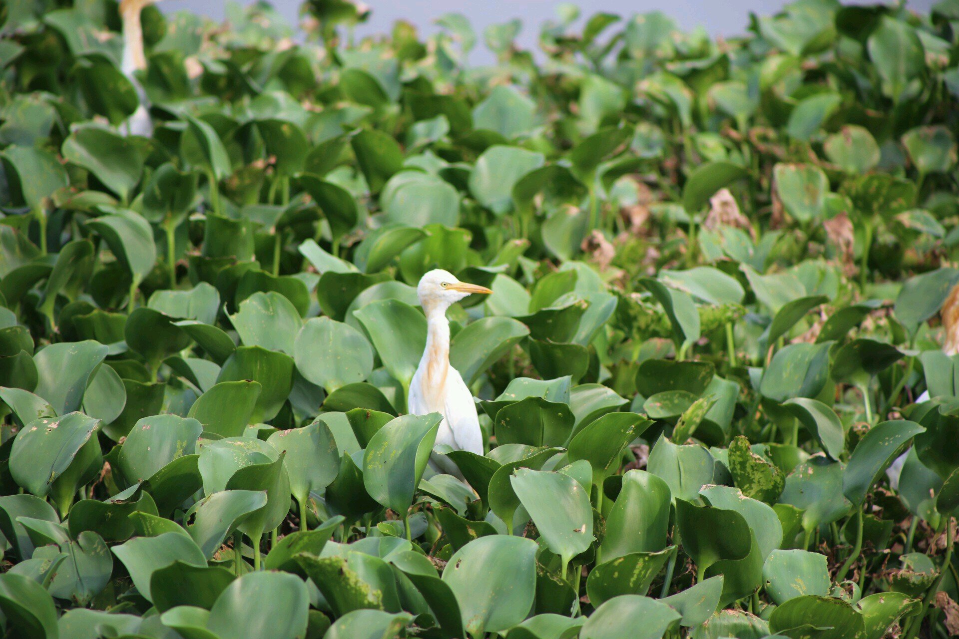 apurvatyagi's profile picture. 