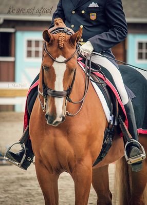 voor de leukste paarden tweets volg @horsezzzx we volgen terug
