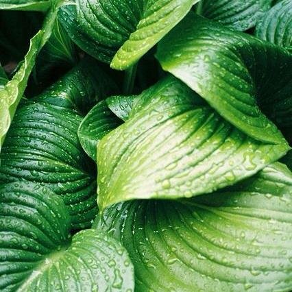 Creating a beautiful green life inside and out on a student budget.