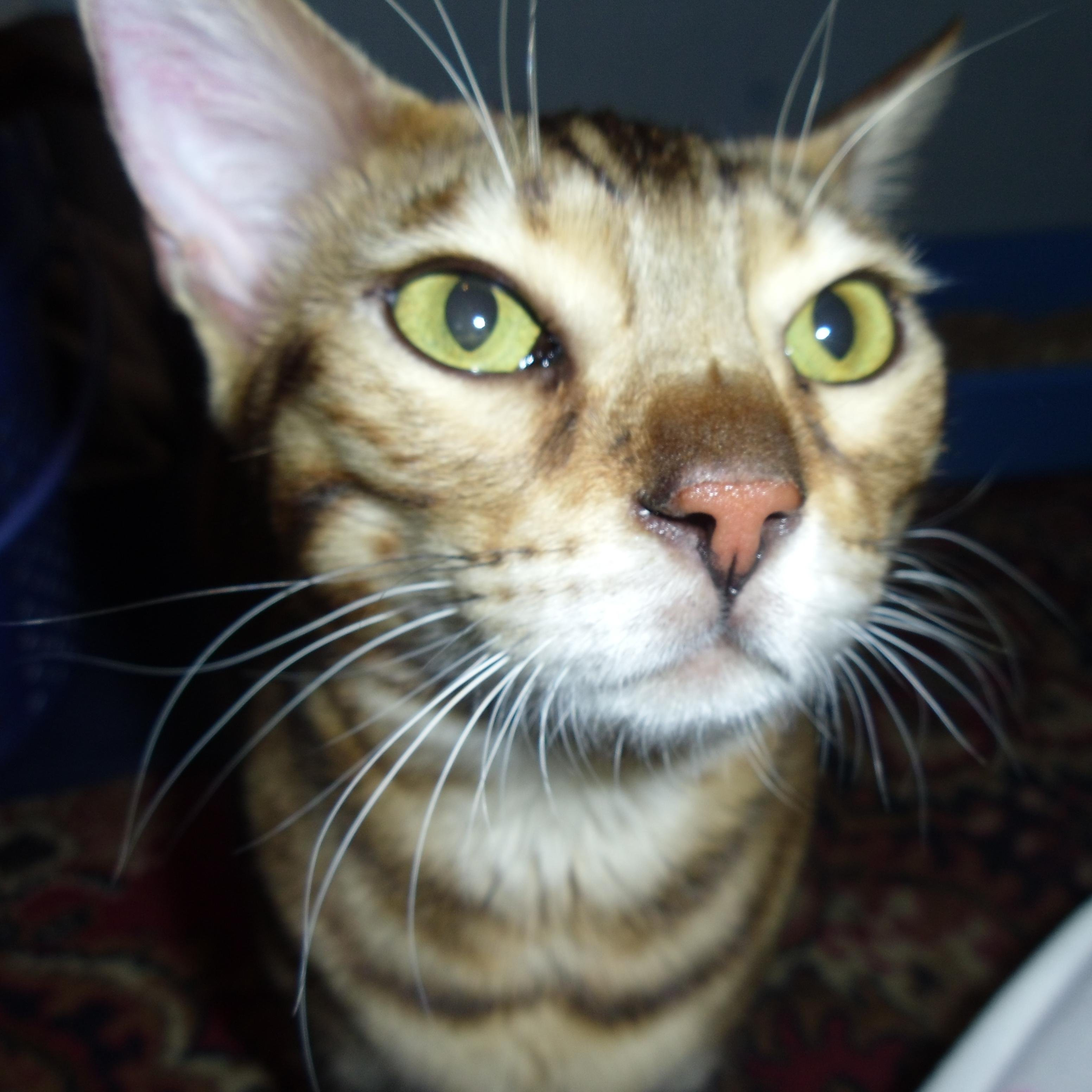 stepler2's profile picture. Украинец