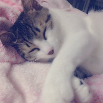 言い訳させてください。久しぶりに戻ってきたから、Twitterでもこんなにボッチなんです。 今みてるアニメはFree/SAO/ハイキュー/グール/アカメ/アオハです。目が乾きます。