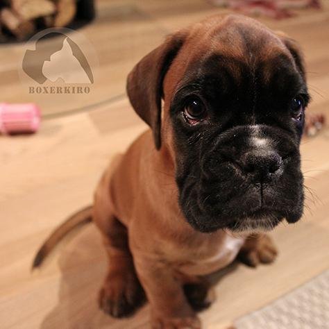 BoxerKiro's profile picture. Kiro is our boxer puppy and we would like to share our moments!