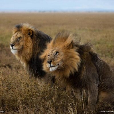 Profile Picture of Bruschi Laura (@lallabru6) on Twitter