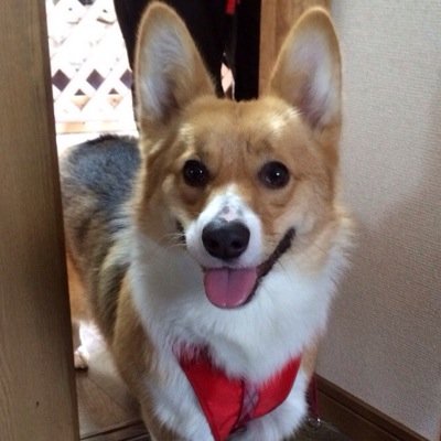 やんちゃで、人懐っこいコーギーの女の子 ♀もなかちゃんです♡ 3才（1月5日産まれ） かわいいお顔で、15キロあります^ ^