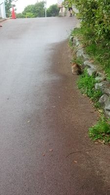 個人の独断と偏見と不平と不満と愚痴と感想です。
高橋ヒロム、岩谷麻優、推し。