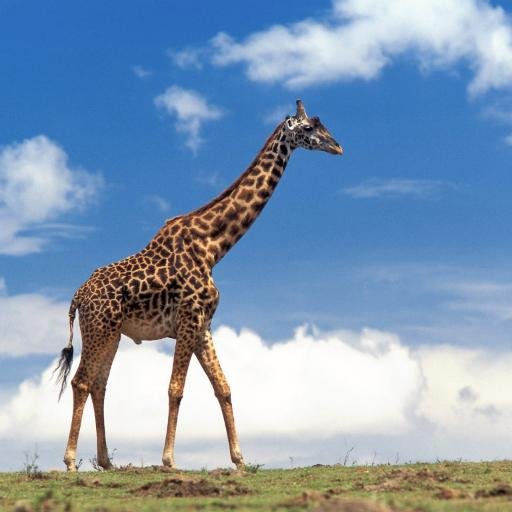 digital_p's profile picture. 