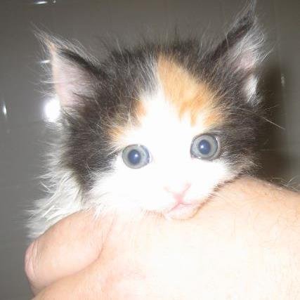 Pet lovers on Twitter!