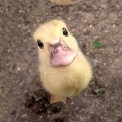 AfroDucksGF's profile picture. I've got the best boyfriend a chick could ask for! #spoiled #quackquack #hailsouthern