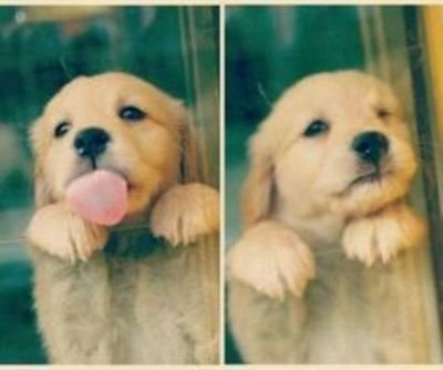 animalesguays's profile picture. Los animalitos más monos que puedas encontrar aquí.